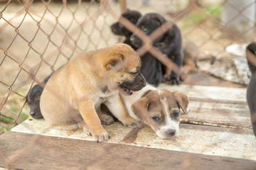 Puppyin cage