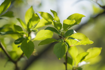 Fototapeta na wymiar green cherry leaves on a summer day