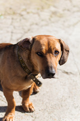 cute brown dog portrait