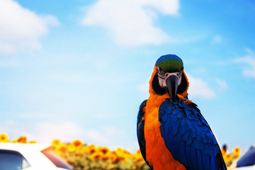 Colorful birds with blue sky.