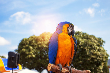 Colorful birds with the blue sky.