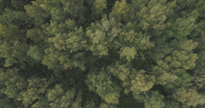 Aerial top view over summer forest on a cloudy day