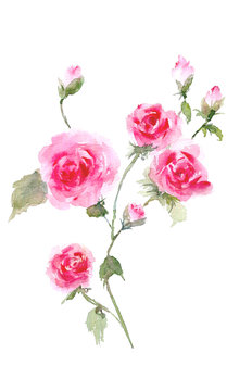 Branch of roses. Watercolor roses illustration.