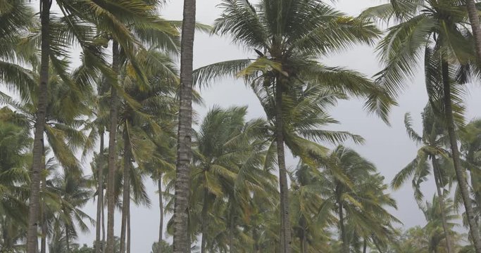 palm leaves are waving in the wind, motion, tropical nasty weather, grey sky as background