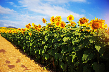 Sunflower at the sky.