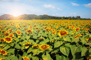 Sunflower with sunlight during the day.