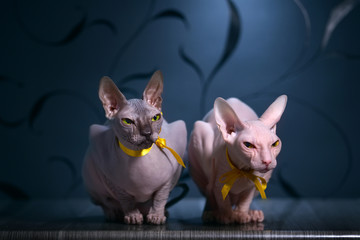 Portrait of a sphynx cat