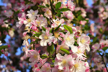 Chinese flowering crab-apple blooming