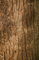 Close up of brown Tree Bark