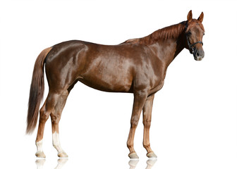 Fototapeta premium Czerwony koń arabski stojący na białym tle. widok z boku