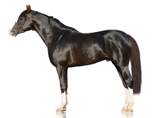 Fototapeta na wymiar The brown powerfull Arabian horse standing isolated on white background. side view