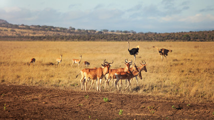 Fototapeta na wymiar Small herd of Hartebeest Kongoni (Alcelaphus buselaphus) with two ostriches in background. Amboseli National Park, Kenya