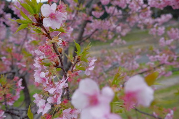 桜の花