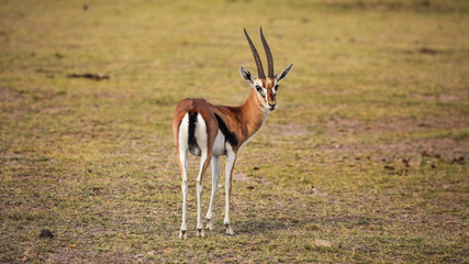 Thomson's gazelle (Eudorcas thomsonii) looking back. Tsavo East National Park, Kenya © Lubo Ivanko