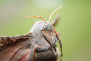 beautiful flight of a butterfly.
