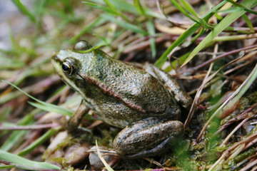 frog is sitting on the lawn.