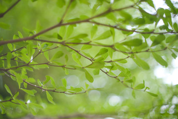 Fototapeta na wymiar Green leaf bokeh background natural