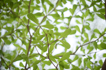 Green leaf bokeh background natural