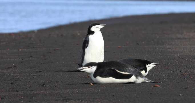 A colony of Chinstrap Penguins explores the warm sand beaches of Deception Island in Antartica, home of a dormant volcano. Scientists and researchers are studying the effects of climate change there.