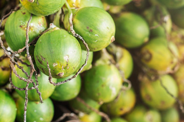 betel nut are fading.