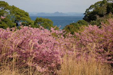 駿河湾と桜