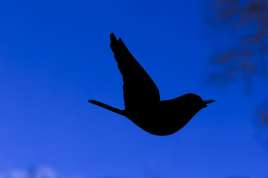 Black silhouette of bird - a great tit -in flight with blue background. Parts of cloud and a tree visible.