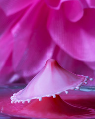 A Pink Water Drop Collision Against Pink Flower Petals