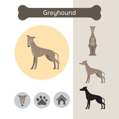 Greyhound Dog Breed Infographic,  Front and Side View, Icon
