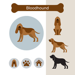 Bloodhound Dog Breed Infographic,  Front and Side View, Icon - obrazy, fototapety, plakaty