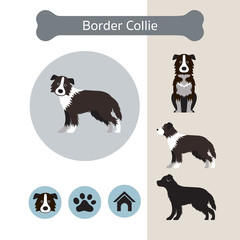 Border Collie Dog Breed Infographic,  Front and Side View, Icon