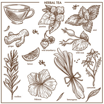 Herbal tea natural ingredients isolated monochrome illustrations set