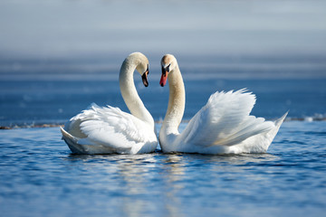 Fototapeta premium Romantyczne dwa łabędzie, symbol miłości