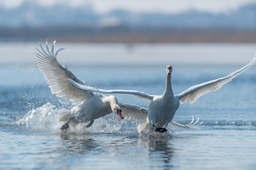Swans taking flight on lake