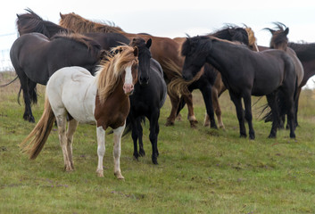 Fototapeta premium A herd of Icelandic horses in a pasture in Iceland