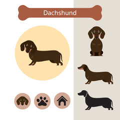 Dachshund Dog Breed Infographic,  Front and Side View, Icon