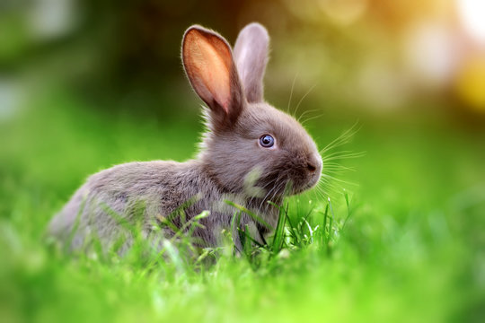 Rabbit In The Grass