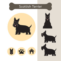 Scottish Terrier Dog Breed Infographic,  Front and Side View, Icon