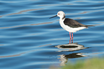 Black-winged Stilt