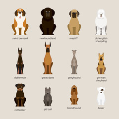 Dog Breeds Set, Giant and Large Size, Front View, Vector Illustration