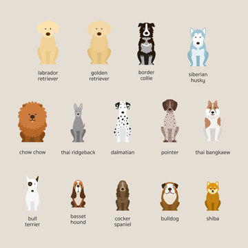 Dog Breeds Set, Large and Medium Size, Front View, Vector Illustration