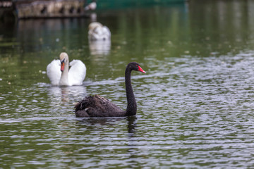 Swan in lake