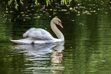 Swan in lake