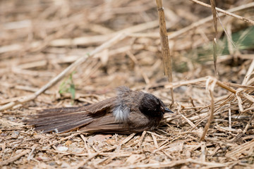 Fantails are small insectivorous birds of Southeast Asia