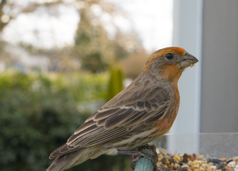 Colorful Orange Male House Finch Perched at Bird Feeder