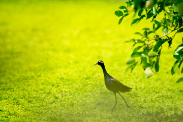 Bronze-winged Jacana