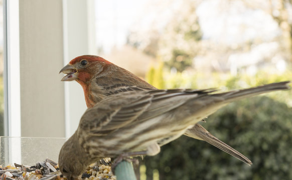 Colorful Orange Male House Finch Competes for Seed at Bird Feeder