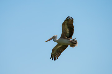 Flying spot billed pelican or grey pelican in Thailand