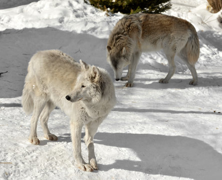 Tundra wolf (Canis lupus albus). Two wolves in winter