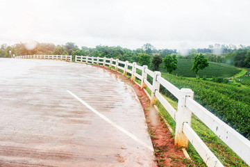 Fototapeta premium white fence at tea plantation.