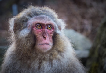 Snow monkey or Japanese Macaque in hot spring onsen